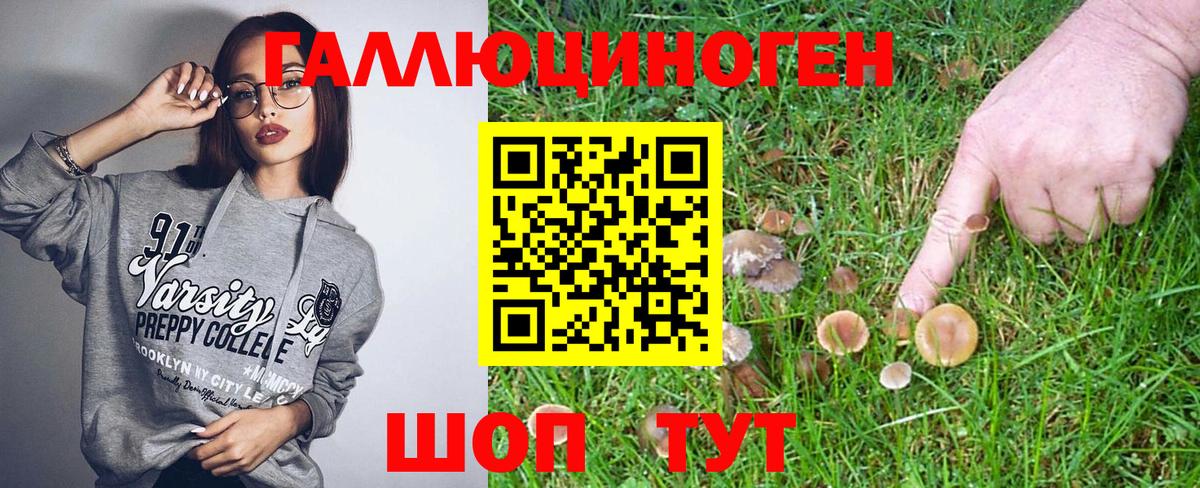 Галлюциногенные грибы Psilocybe Ачинск